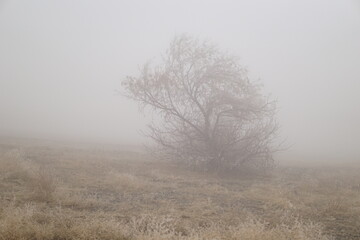 Autumn blurred natural outdoor background. Defocused tree in fog. Abstract texture