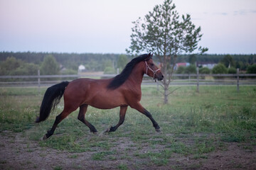 A running mare with a black mane in nature