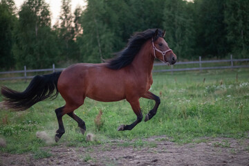 Galloping gnede mare outdoors in the summer