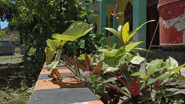 Syngonium plant, a plant from the arum family (Aracea), this plant comes from Central and South America, this plant grows in tropical and subtropical forests