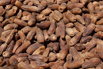 dried dates | Harvesting dates in northern Sudan