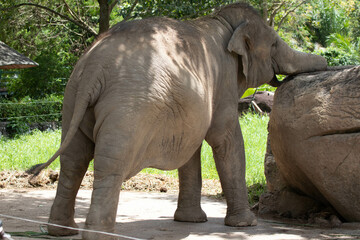 Fototapeta premium Close up an Elephant portrait