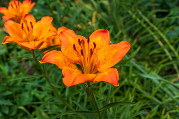 Bright orange lily flowers. Orange lily flower in full bloom. Charming lily flowers with long stamens.
