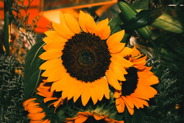 sunflower in the garden