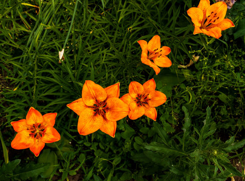 Bright orange lily flowers. Orange lily flower in full bloom. Charming lily flowers with long stamens.