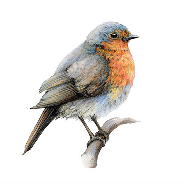 Robin bird vintage style illustration. Hand drawn wildlife backyards bird. Beautiful retro style realistic robin image. Forest and garden wild songbird on a tree branch. White background