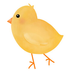 Chick watercolor handdrawn.