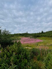 landscape with flowers