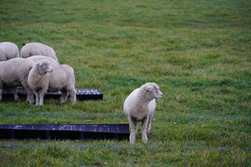 Obraz premium Sheep standing in a green pasture, agricultural background