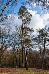 Paysage automnal d'une forêt avec un arbre qui touche le ciel