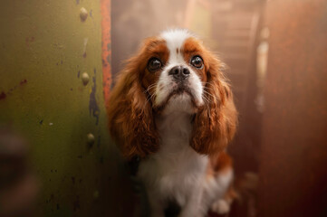 Cute King Charles Cavalier dog portrait in industrial environment