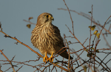 A hunting Kestrel, Falco tinnunculus, perched on a branch of a tree.