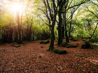 Scene in a forest park with fallen leaf and dense trees. Barna woods Galway city, Ireland. Warm sunny day. Calm and peaceful mood. Fall or autumn season.
