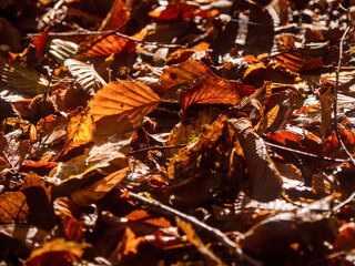 Brown and orange leaf on the ground in a forest park. Fall or autumn season concept. Sun glow. Nobody. Barna woods, Galway city, Ireland.