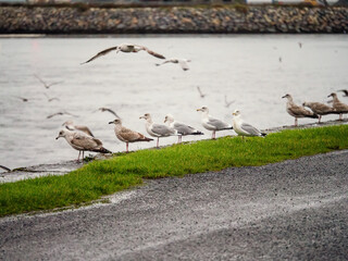 Pack of slim seagull sitting in line by a river waiting for food, a few birds in the air. City life.