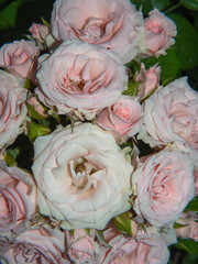 Blooming flowers pale pink roses in summer garden close-up