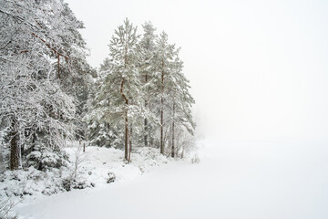 Forest lake with snow and hoarfrost and cold fog