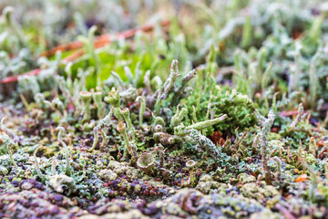 Close up at beautiful lichen