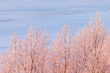 Frosty treetops in a winter landscape