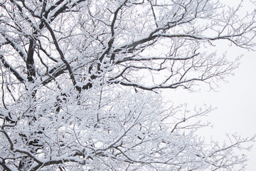 Fototapeta na wymiar White snow on a bare oak tree branches on a frosty winter day, close up. Natural botanical background