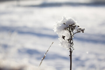 White snow on a dry frosty grass, close up. Natural botanical background