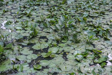 pond filled with lotus plants. leaves background.