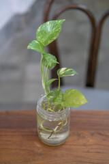ornamental plant in a glass medium filled with water. plant in a glass. 