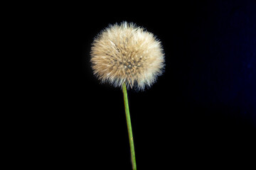 Closeup of dandelion seed head