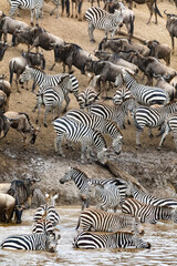 Fototapeta na wymiar White-bearded wildebeest and zebras gather on the banks of the Mara river during the annual great migration. Masai Mara, Kenya