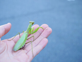 手に乗せたハラビロカマキリ