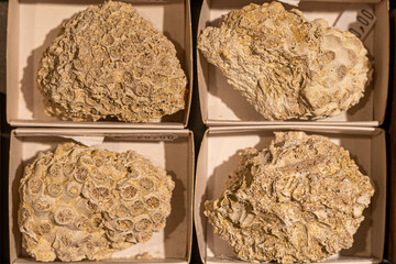 Fossilized corals © murasal