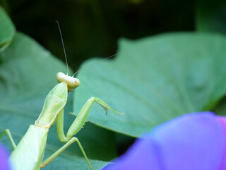 葉っぱの上のハラビロカマキリの後ろ姿