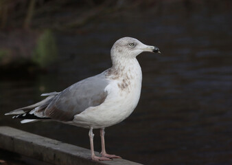 herring gull