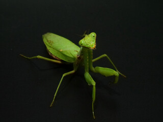 見上げるハラビロカマキリ