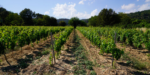 Fototapeta na wymiar vine Margaux chateau vineyard Medoc in Bordeaux France Europe