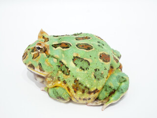 左向きのクランウェルツノガエル