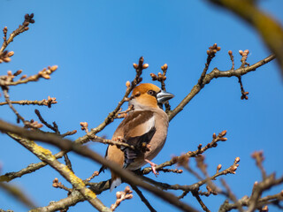 The hawfinch (Coccothraustes coccothraustes) - bulky headed bird, with short tail, head is orange-brown with black eyestripe and bib and massive bill on a  branch in tree in air