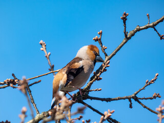 The hawfinch (Coccothraustes coccothraustes) - bulky headed bird, with short tail, head is orange-brown with black eyestripe and bib and massive bill on a  branch in tree in air