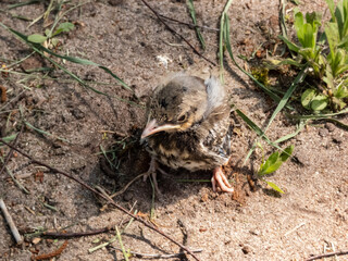 Naklejka na ściany i meble Close-up shot of a small fieldfare chick (Turdus pilaris), that has fallen out of the nest and sitting on a sandy ground. Chick sits and waits for food from its parents