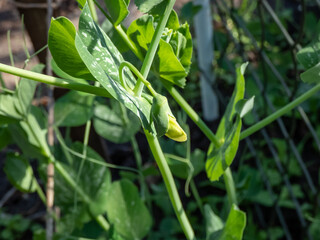 Macro shot of white flower bud of green garden pea plant (Pisum sativum) among green leaves in garden