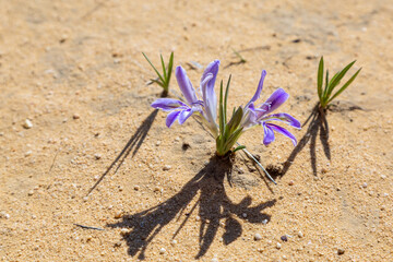 flowering species of Babiana seen in natural habitat in the Cederberg near Clanwilliam in the Western Cape of South Africa