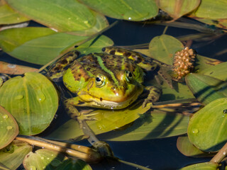 Close-up shot of a common water frog or green frog (Pelophylax esculentus) swimming in water among leaves in summer