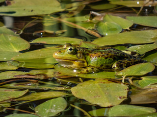 Close-up shot of a common water frog or green frog (Pelophylax esculentus) swimming in water among leaves in summer