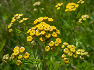 Macro shot of Common tansy, bitter buttons, cow bitter or golden buttons (Tanacetum vulgare)...