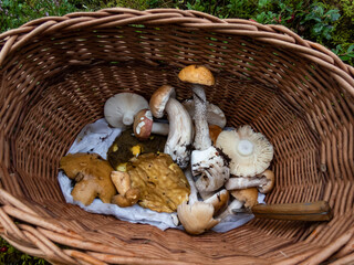 Wooden basket on the ground with edible mushrooms - russula, chanterelles, boletus, boletus Aspen....