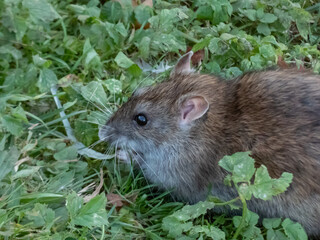 Close-up of common rat (Rattus norvegicus) with dark grey and brown fur in green grass surrounded in sunlight