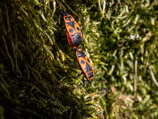 Close-up shot of adult red and black firebugs (Pyrrhocoris apterus) in the early spring showing mating behaviour