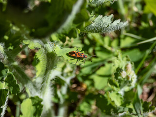 Close-up shot of the cinnamon bug or black and red squash bug (Corizus hyoscyami) on a green leaf in summer