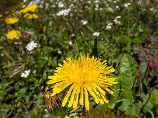 Macro shot of a tiny green grasshopper on a yellow dandelions (Lion's tooth) flowering in meadow in summer