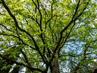View of old oak tree with fresh, green leaves emerging in early spring. Green outdoors scenery